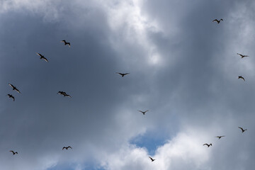 Looking up at gulls flying, with a moody sky overhead