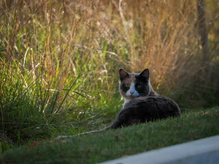 A calm cat resting on soft grass in warm evening light, surrounded by tall wild meadow plants. A quiet moment of nature, gentle colors, and a peaceful gaze meeting the camera.
