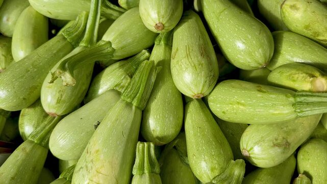 Young zucchinis in a crate at the market.