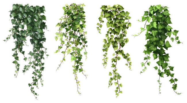 Four cascading, leafy vines in varying shades of green