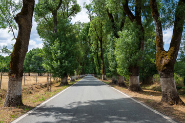 Tunnel of trees in typical road in Alentejo. This road from Marvao is considered the most beautiful in Portugal. The ash trees are centenary trees