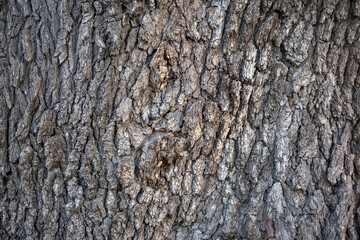 Tree bark. Close-up shot. terebinth tree.