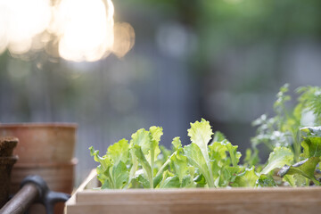 Green Batavia, home growth vegetable