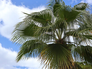 Vibrant outdoor scene featuring a towering palm tree with expansive fronds reaching toward a bright blue sky dotted with clouds. Ideal for tropical, vacation, and nature-themed stock imagery.