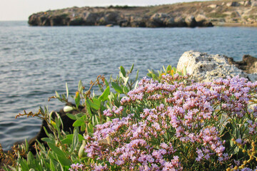Small pink flowers growing near the sea with rocky cliffs in the background
