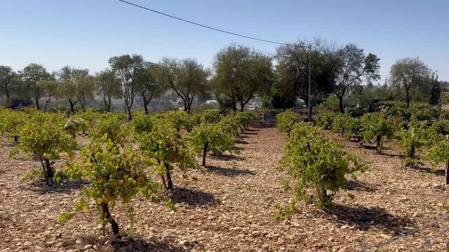 Gush Etzion, Israel. Vineyards in Judea. Protective cloths cover the vines to preserve the harvest