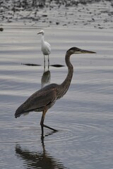 Great Blue Heron in a floodplain wetland in Liberty State Park.