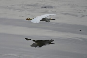Snowy egret in flight over the lake.