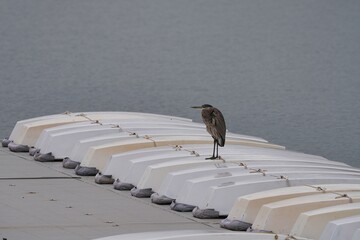Great blue heron stands on boats secured for the winter.