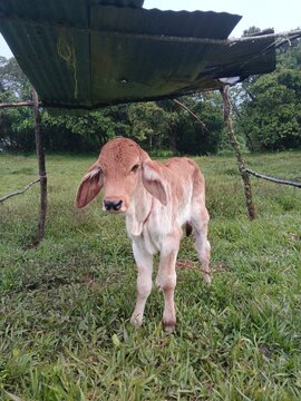 Ternera brahm&aacute;n rojo