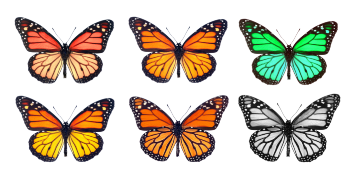 set of monarch butterflies. multicolored colorful monarch butterflies isolated on transparent background