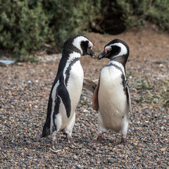 Couple of Magellanic penguins
