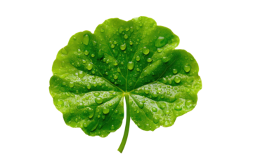 Close-up of a vibrant green leaf,  distinctly shaped like a rounded, five-lobed clover.  Dew drops cling to the leaf surface, highlighting its texture.  