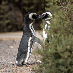 Obraz premium Couple of Magellanic penguins