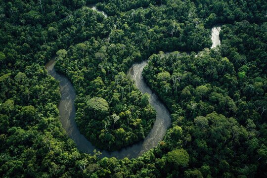 Aerial view of a winding river flowing through dense, lush green rainforest canopy