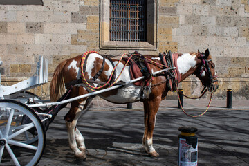 Spotted horse harnessed to a white carriage near a stone wall in Guadalajara city center