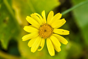 Detail of a yellow blooming Omieg flower in an autumn garden