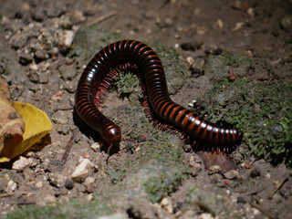 aphistogoniulus milliped observed on the ground in a tropical forest searching for foot