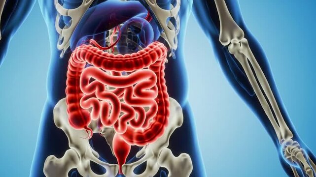 Anatomy of human body showing bones, organs, and highlighted large intestine on a blue gradient background