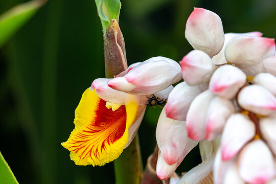 Flor da col&ocirc;nia (Alpinia speciosa ou Alpinia Zerumbet). No Brasil &eacute; encontrada em v&aacute;rias regi&otilde;es, com os nomes populares Azucena-de-porcelana, gengibre-concha, alp&iacute;nia e flor de cera.	