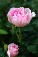 Pink garden rose blooming with bud on dark green background, vertical floral close up, natural light, romantic botanical photography for wedding, spring greeting card, love and beauty concept
