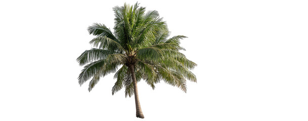 Isolated palm tree against a black background. Lush green fronds radiate outwards from a central trunk