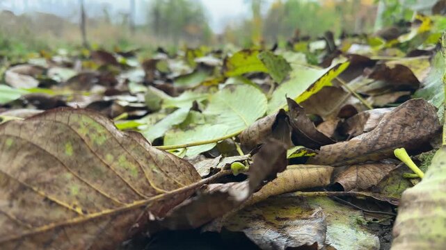 Dry walnut leaves background, autumn mood. High quality 4k footage