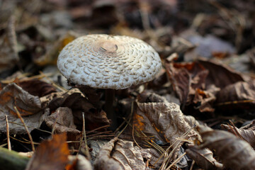 White parasol mushroom among dry autumn leaves. Parasol mushroom (Macrolepiota procera) in a forest. Picking mushrooms in the autumn. Parasol mushroom with white cap. Edible autumn mushrooms
