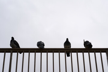 Silhouettes of pigeons sitting on a railing against a gray overcast sky.