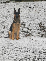 german shepherd sitting on the hill in snow