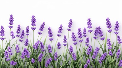 Naklejka premium Lavender flowers in a lush green field against a light background, showcasing vibrant purple hues.