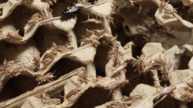 White crickets in the market