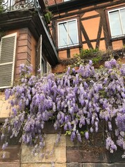 Purple wisteria blooms among the half-timbered houses. Spring in Strasbourg, France.
