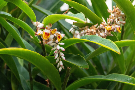 Flor da col&ocirc;nia (Alpinia speciosa ou Alpinia Zerumbet). No Brasil &eacute; encontrada em v&aacute;rias regi&otilde;es, com os nomes populares Azucena-de-porcelana, gengibre-concha, alp&iacute;nia e flor de cera.	