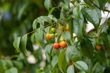 Pitanga (eugenia uniflora) é o fruto da pitangueira, dicotiledônea da família das mirtaceae.	