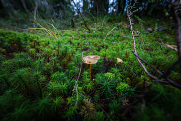 Nordic forest mushroom in green moss