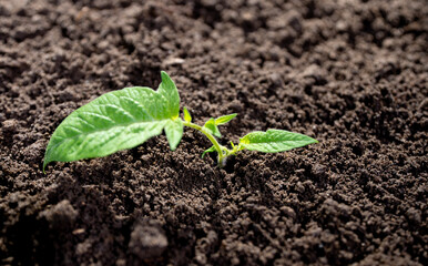 Seedling sprouts from fertile soil. Green plants grow under sunlight. Planting crops concept. Organic soil for growth plant. Eco farming. Environment concept. Young plants thrive in spring soil.