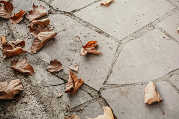 autumn leaves on a wooden table