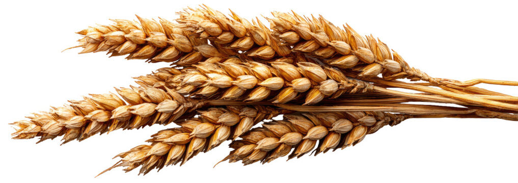 Close-up of a wheat ear against a black background - Powered by Adobe