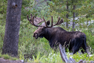 Bull moose standing in Bighorn National Forest, Wyoming, USA, surrounded by pine trees and mountain wilderness in summer