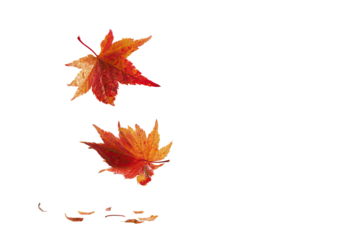 Two vibrant, autumnal maple leaves, seemingly suspended in mid-air, with scattered fragments below, against a dark background