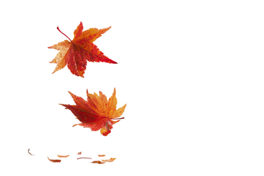 Two vibrant, autumnal maple leaves, seemingly suspended in mid-air, with scattered fragments below, against a dark background