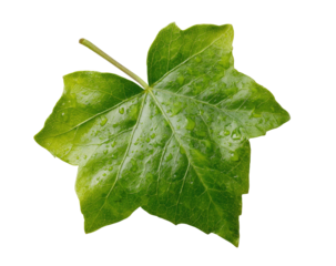 Close-up of a vibrant green ivy leaf, glistening with water droplets.  Sharp focus on leaf details,  showing  veins and texture.  Isolated against a black background