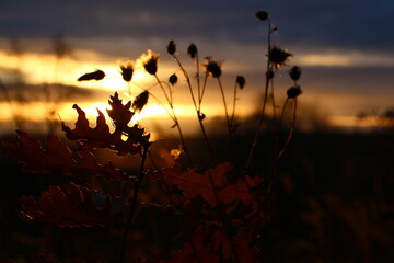 Silhouetted autumn foliage and dry plants gleam against a warm, hazy sunset, capturing a serene and peaceful evening mood