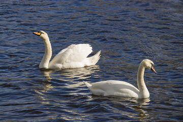 Two elegant white mute swans glide together across blue pond water, their curved necks and reflections creating a peaceful, graceful scene in a sunny park setting