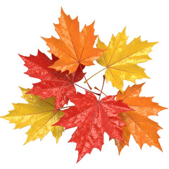 Obraz premium Red Orange and Yellow Maple Leaves, Autumn Fall Foliage Isolated Illustration
