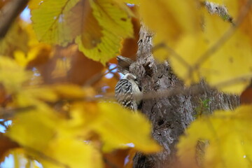 秋の林で見つけたコゲラ