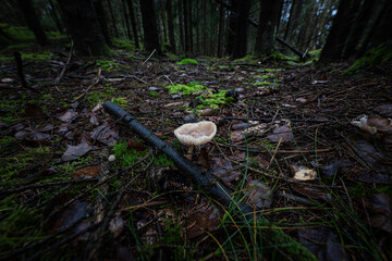Nordic forest mushroom on damp woodland floor