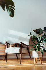 Multicolor cat pet sleeping on retro style armchair in modern scandinavian interior with many green house plants in hard sunlight. Biophilia style. Cozy, hygge home interior design. Selective focus © okrasiuk