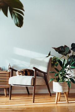 Multicolor cat pet sleeping on retro style armchair in modern scandinavian interior with many green house plants in hard sunlight. Biophilia style. Cozy, hygge home interior design. Selective focus